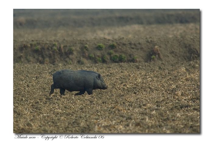 maiale nero